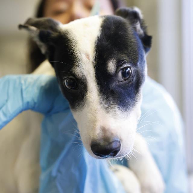 Parker, a Italian Greyhound (mix breed), available for adoption