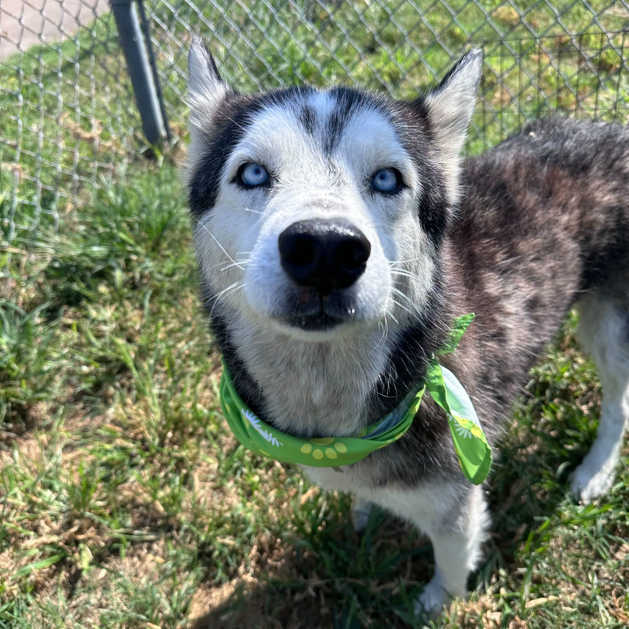 Other Photos of thie Dog