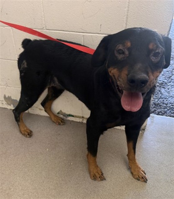 A599145, a Rottweiler (mix breed), available for adoption
