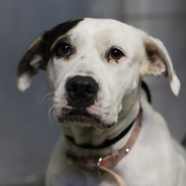 Sun, a American Staffordshire Terrier (mix breed), available for adoption