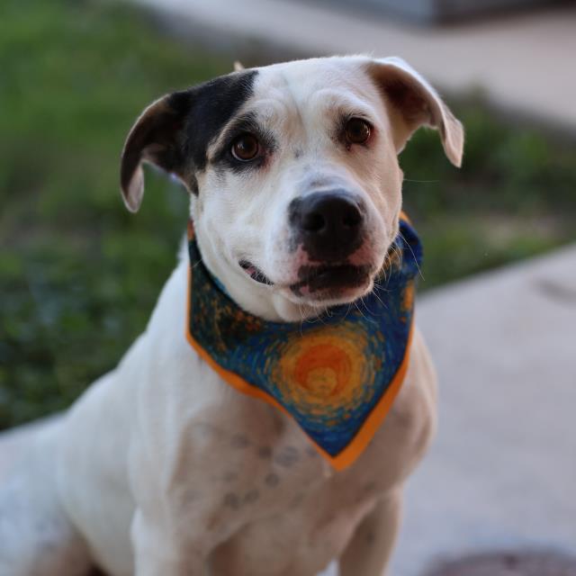 Sun, a American Staffordshire Terrier (mix breed), available for adoption