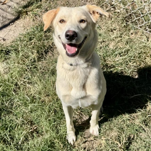 Blanca, a Labrador Retriever (mix breed), available for adoption