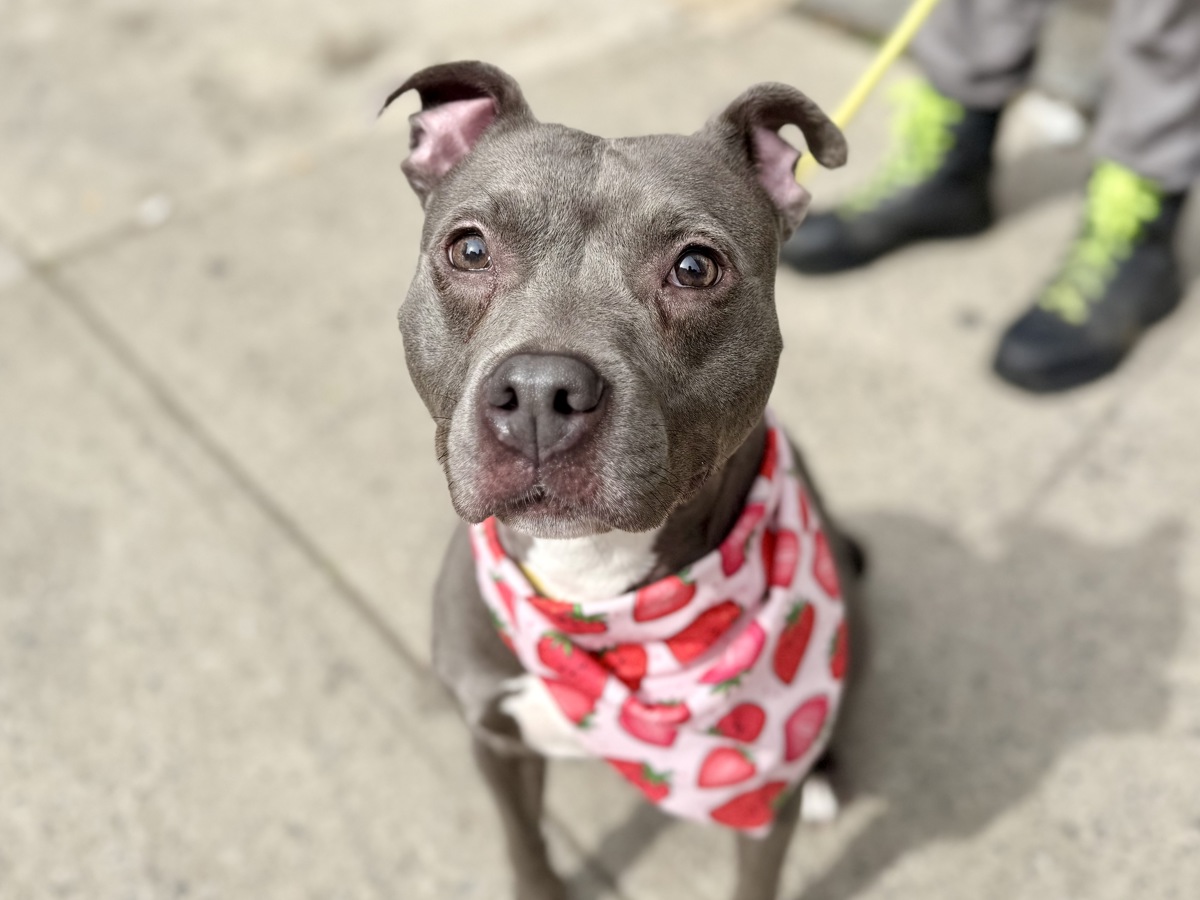 Princess, a Pit Bull Terrier, available for adoption