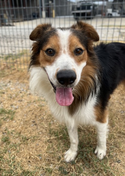 Cash, a Australian Shepherd, available for adoption