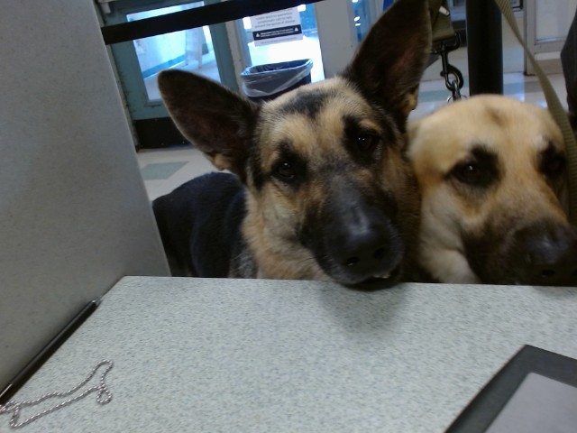 A481991, a German Shepherd (mix breed), available for adoption