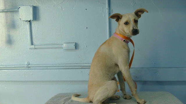 Cloe, a Chihuahua, available for adoption
