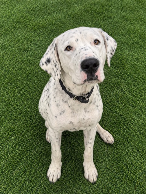 Lorenzo, a Dalmatian, available for adoption