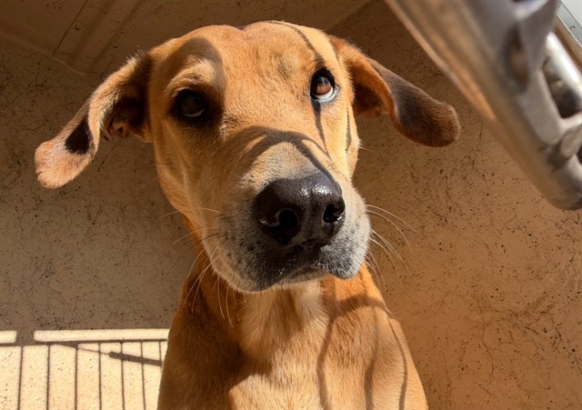 A482009, a Labrador Retriever (mix breed), available for adoption