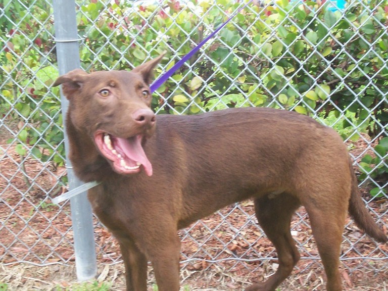Other Photos of thie Dog