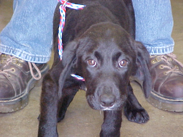 Other Photos of thie Dog