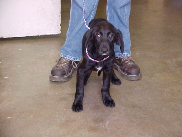 Other Photos of thie Dog
