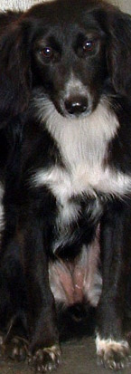 Other Photos of thie Dog