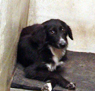 Other Photos of thie Dog