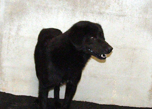 Other Photos of thie Dog