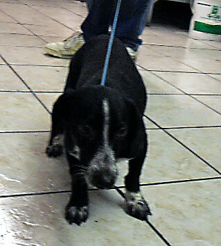 Other Photos of thie Dog