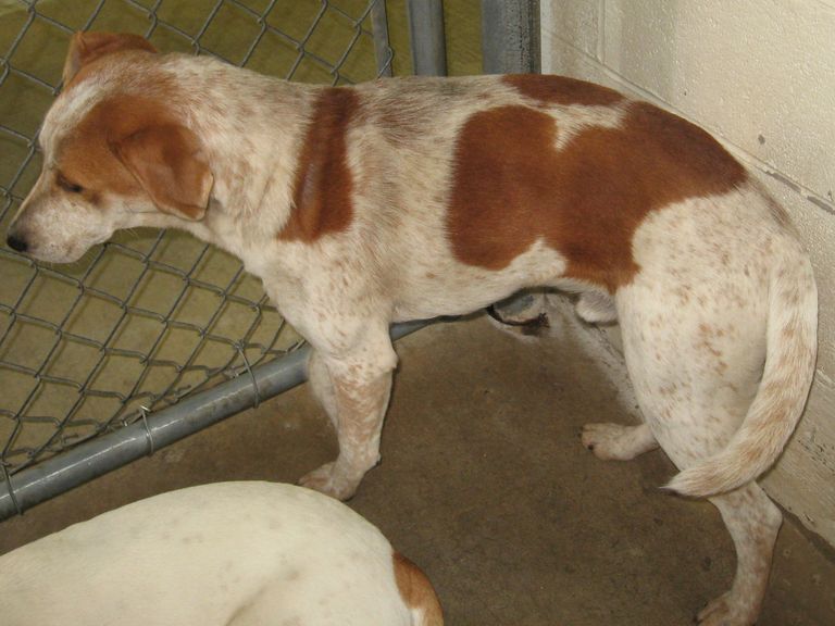 Other Photos of thie Dog