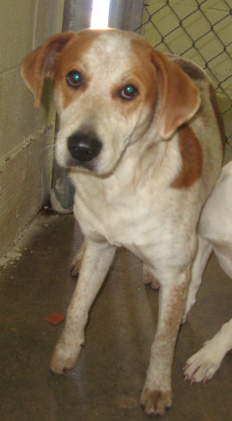 Other Photos of thie Dog