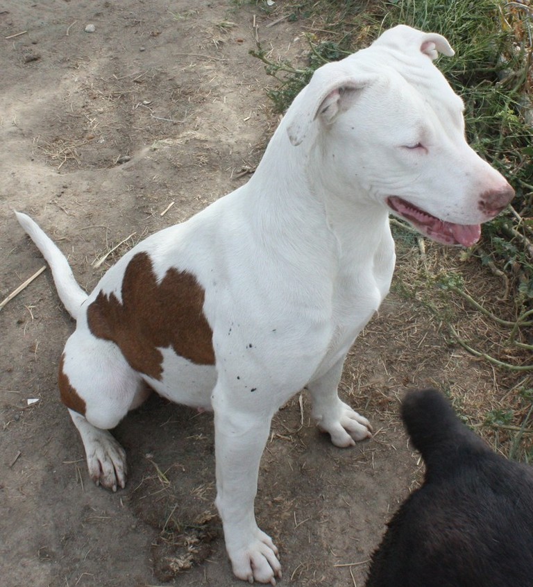 Other Photos of thie Dog
