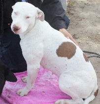 Other Photos of thie Dog