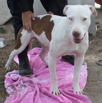 Other Photos of thie Dog