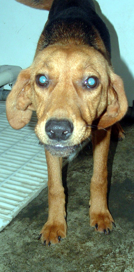 Main Photo of this Dog