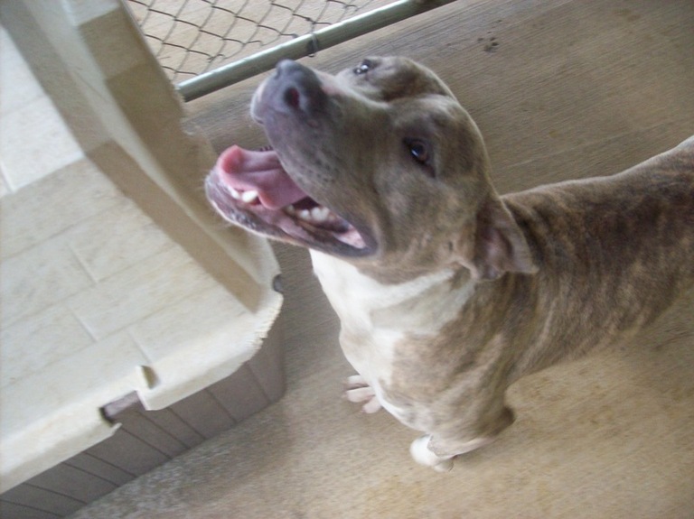 Other Photos of thie Dog