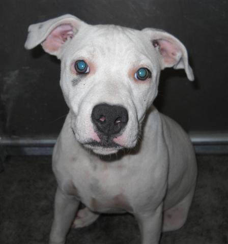 Other Photos of thie Dog