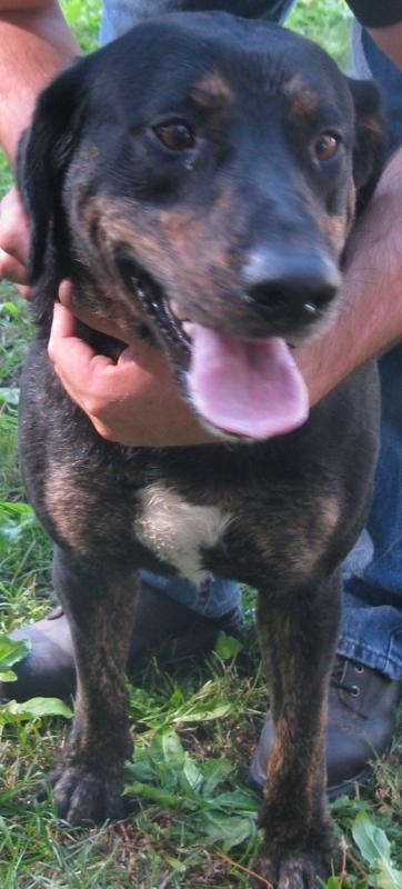 Other Photos of thie Dog