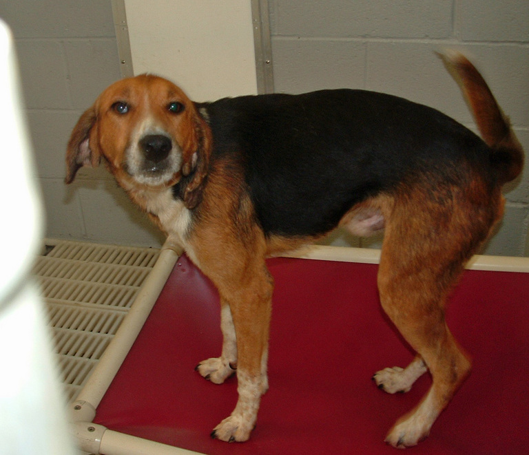 Other Photos of thie Dog
