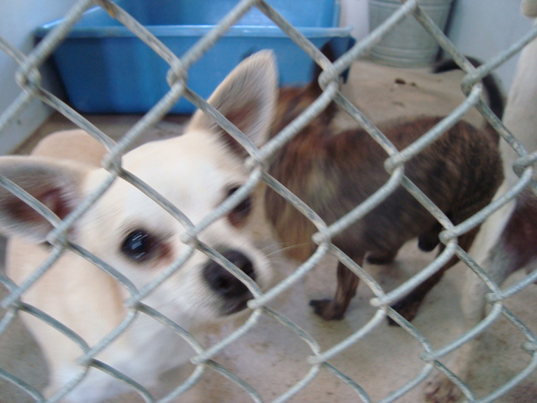 Other Photos of thie Dog