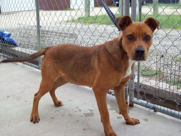 Other Photos of thie Dog