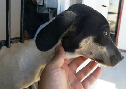 animal breeder elpaso il animal breeder elpaso il