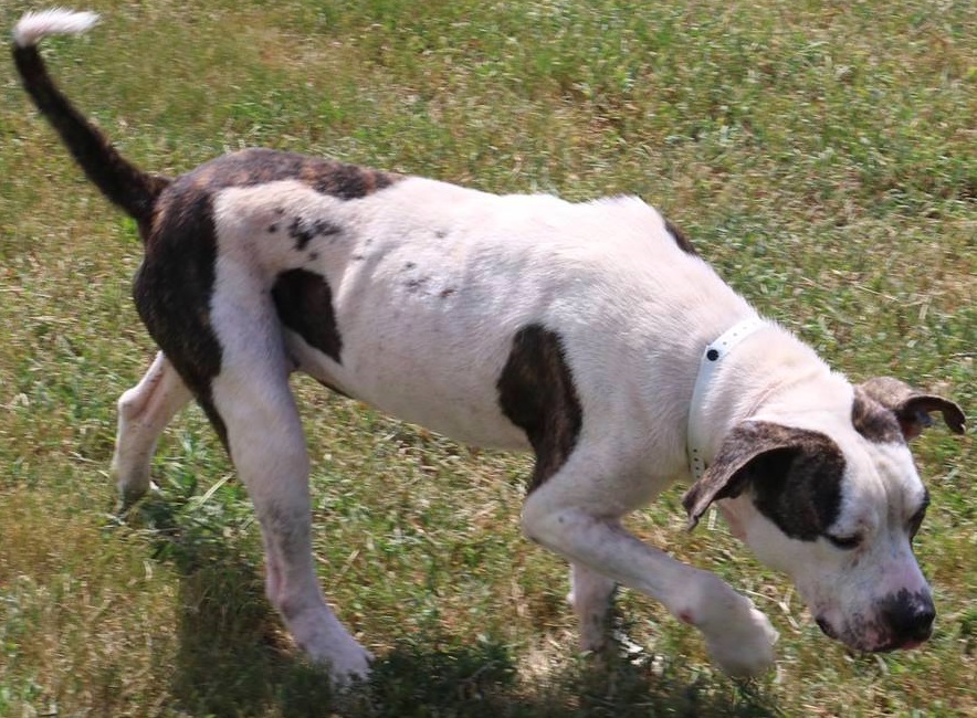 Other Photos of thie Dog