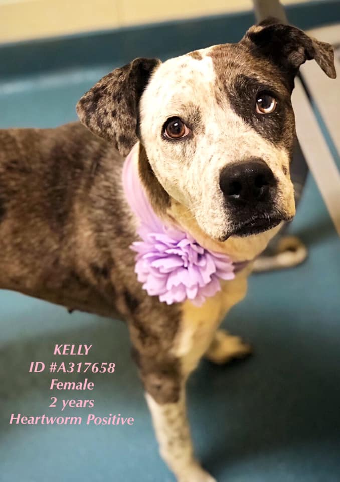 Other Photos of thie Dog