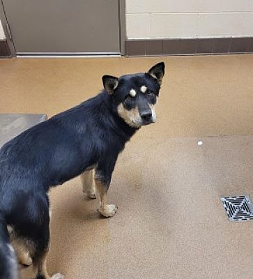 Main Photo of this Dog