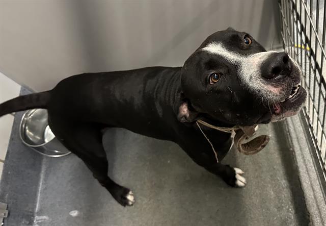 Main Photo of this Dog