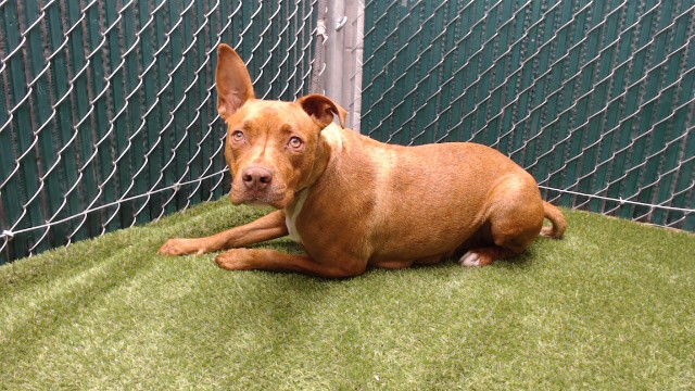 Other Photos of thie Dog