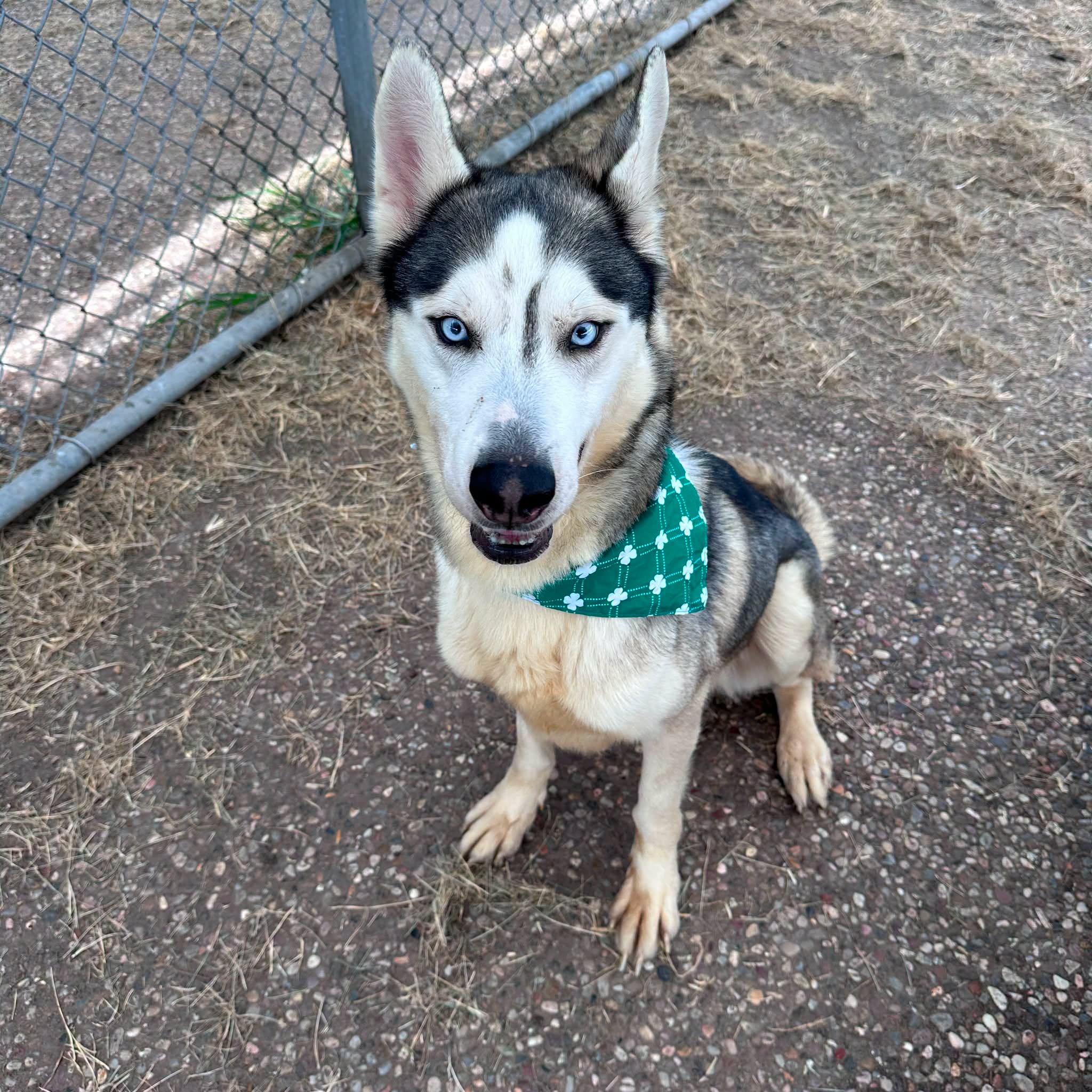Other Photos of thie Dog