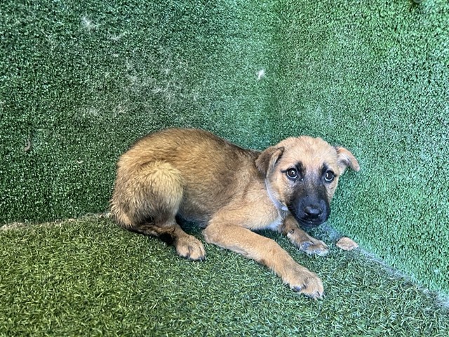 Vesta, a German Shepherd, available for adoption