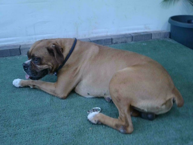 Spot, a Boxer, available for adoption