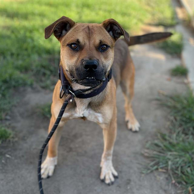 Baby Bell, a Pit Bull Terrier, available for adoption