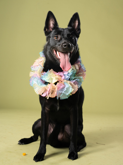 Calista, a Black Labrador Retriever, available for adoption