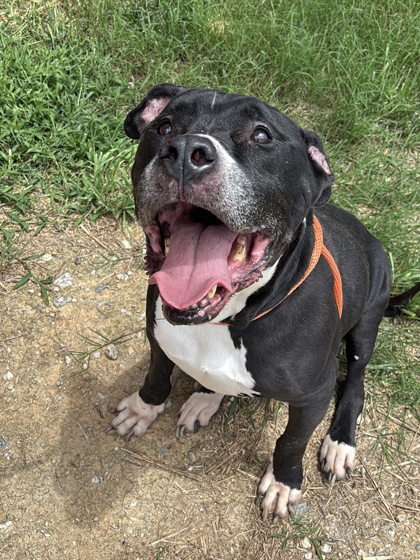 Duke4, a Terrier, available for adoption