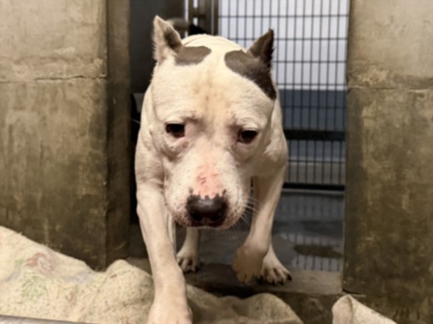 Bahari, a Pit Bull Terrier, available for adoption
