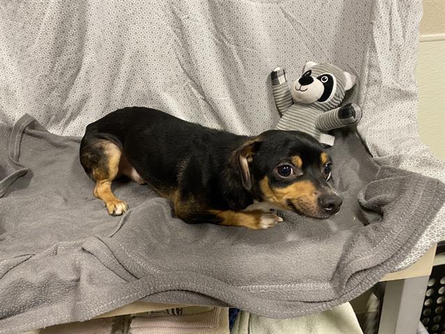 Jelly Bean, a Chihuahua, available for adoption