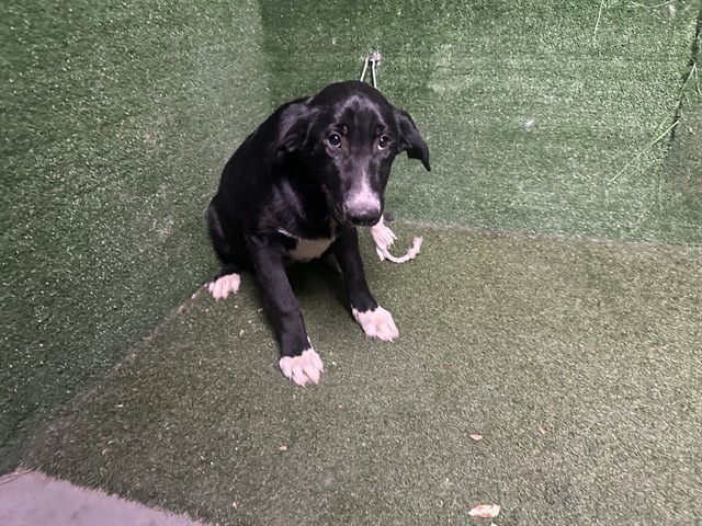 Mango, a Flat-coated Retriever, available for adoption