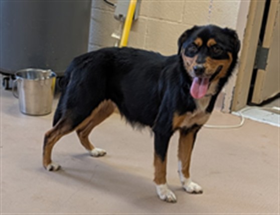 Sammich, a Australian Shepherd (mix breed), available for adoption