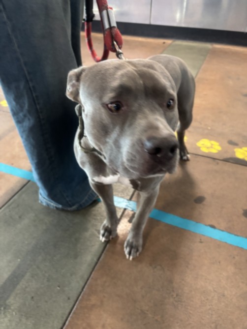 Humo, a Pit Bull Terrier, available for adoption