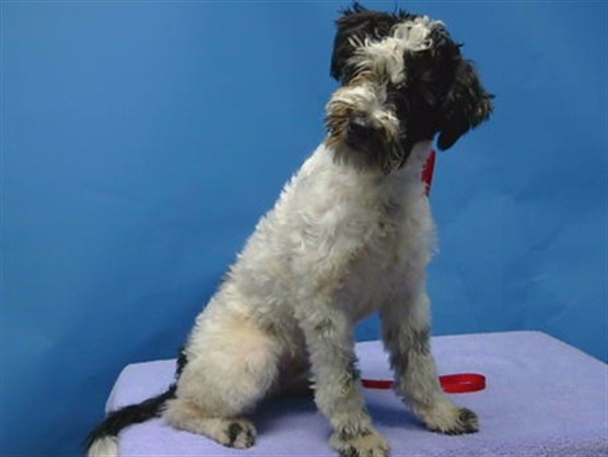 A5793149, a Terrier, available for adoption