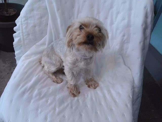 Duke, a Terrier, available for adoption